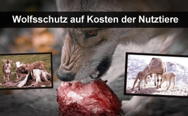 Wolfsschutz auf Kosten der Nutztiere