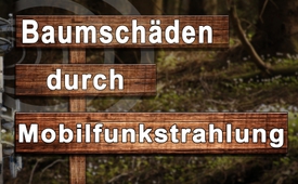 Baumschäden durch Mobilfunkstrahlung