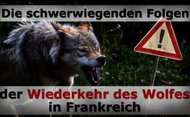 Die schwerwiegenden Folgen der Wiederkehr des Wolfes in ...