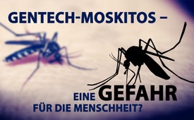 Gentech-Moskitos – eine Gefahr für die Menschheit?
