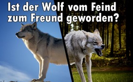 Ist der Wolf vom Feind zum Freund geworden?