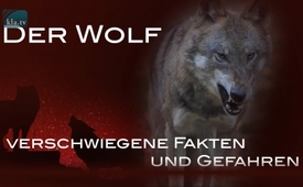 Der Wolf – Verschwiegene Fakten und Gefahren