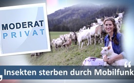 Insekten sterben durch Mobilfunk