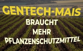 Gentech-Mais braucht mehr Pflanzenschutzmittel