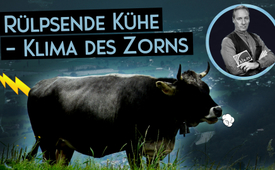 Rülpsende Kühe – Klima des Zorns (von Ivo Sasek)