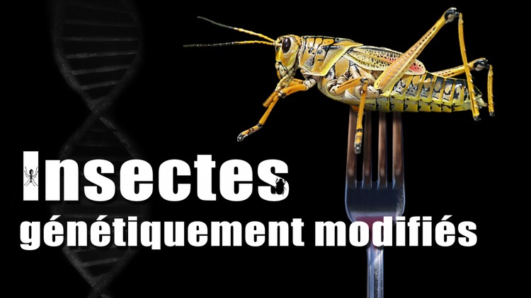 Insectes génétiquement modifiés – les risques sont-ils intentionnels ...